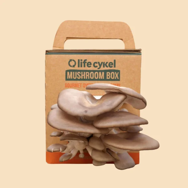 Mushroom Boxes