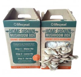 Custom Mushroom Boxes