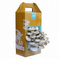 Custom_Mushroom_Wholesale3.jpg